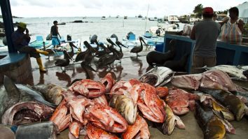 Sute de vase de pescuit chinezești acționează ilegal în largul Insulelor Galapagos. Ecosistemul este pus în pericol