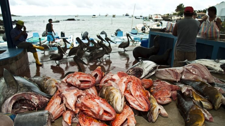 Sute de vase de pescuit chinezești acționează ilegal în largul Insulelor Galapagos. Ecosistemul este pus în pericol