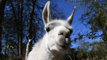 Lama Tito, ajutor pentru cercetători în găsirea unui tratament pentru bolnavii de Covid-19