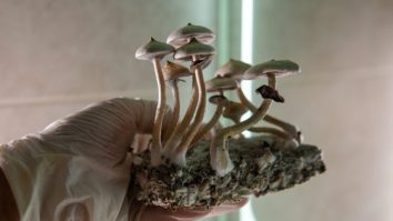 Bolnavii în fază terminală din Canada au obținut dreptul de a folosi ciuperci halucinogene pentru a se trata