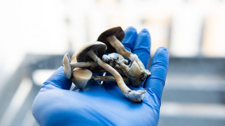 În Canada, 4 bolnavi de cancer în fază terminală își vor putea trata anxietatea cu ciuperci halucinogene