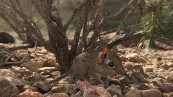 Elefantul de dimensiunea unui șobolan a fost redescoperit după 50 de ani de la dispariție