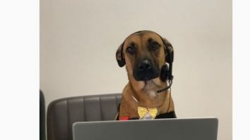 Fă cunoştinţă cu Tuscon Prime, câinele maidanez care vinde maşini la un showroom Hyundai