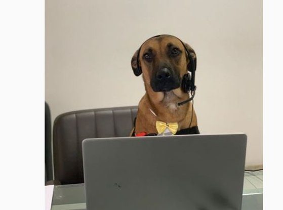 Fă cunoştinţă cu Tuscon Prime, câinele maidanez care vinde maşini la un showroom Hyundai