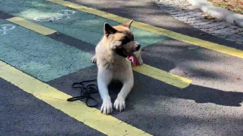 Ce condiții trebuie să respecți dacă vrei să ai acasă un câine care face parte dintr-o rasă periculoasă