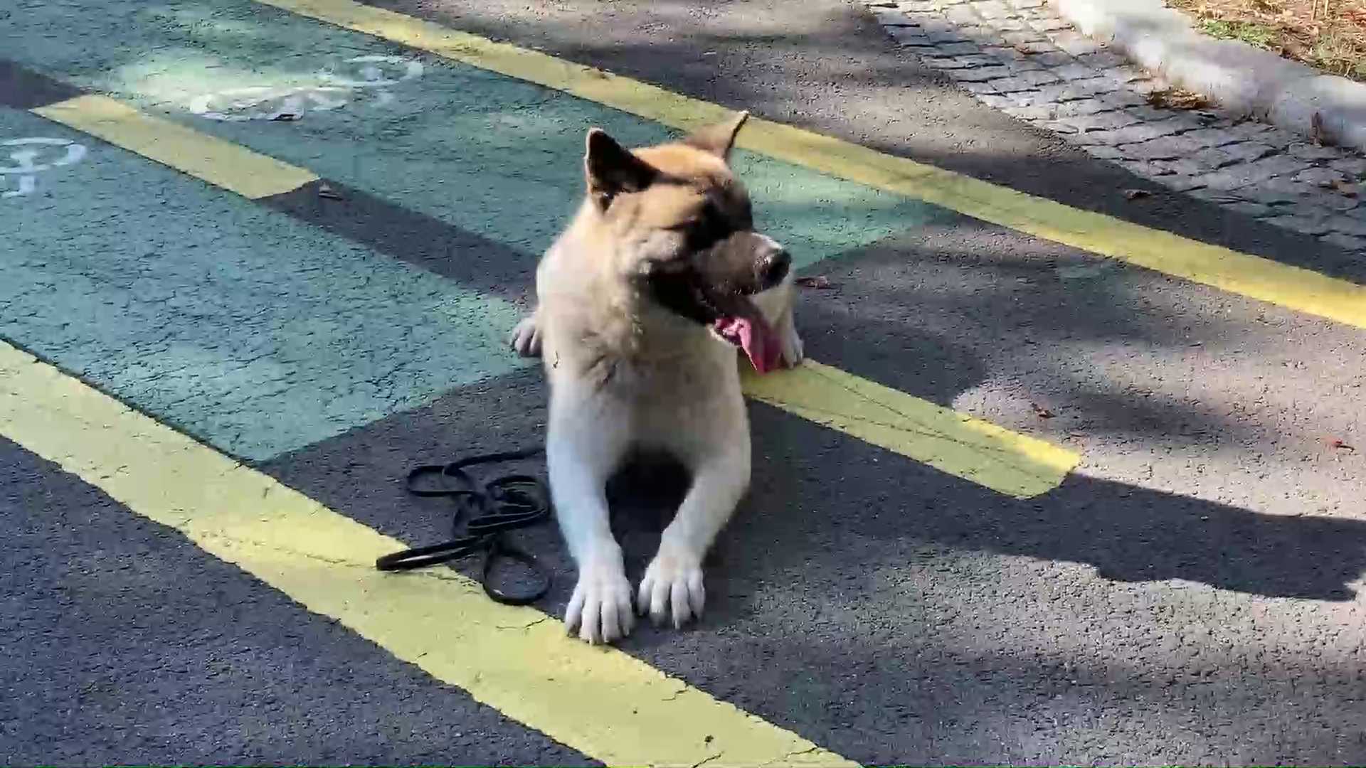 Ce condiții trebuie să respecți dacă vrei să ai acasă un câine care face parte dintr-o rasă periculoasă