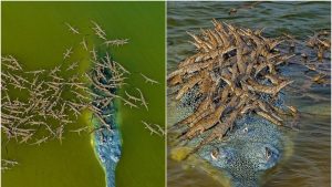 Crocodil