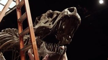 Scheletul unui T-Rex, botezat Stan, va fi scos la licitație de casa Christie’s