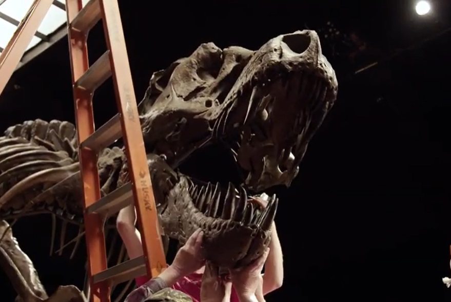 Scheletul unui T-Rex, botezat Stan, va fi scos la licitație de casa Christie’s