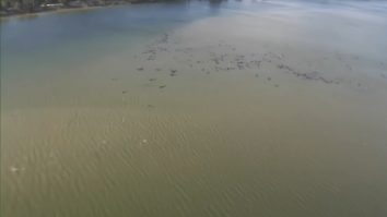 Sute de balene eșuate în Tasmania au murit. Cel mai grav incident de acest fel din istoria Australiei