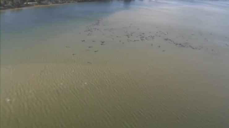 Sute de balene eșuate în Tasmania au murit. Cel mai grav incident de acest fel din istoria Australiei