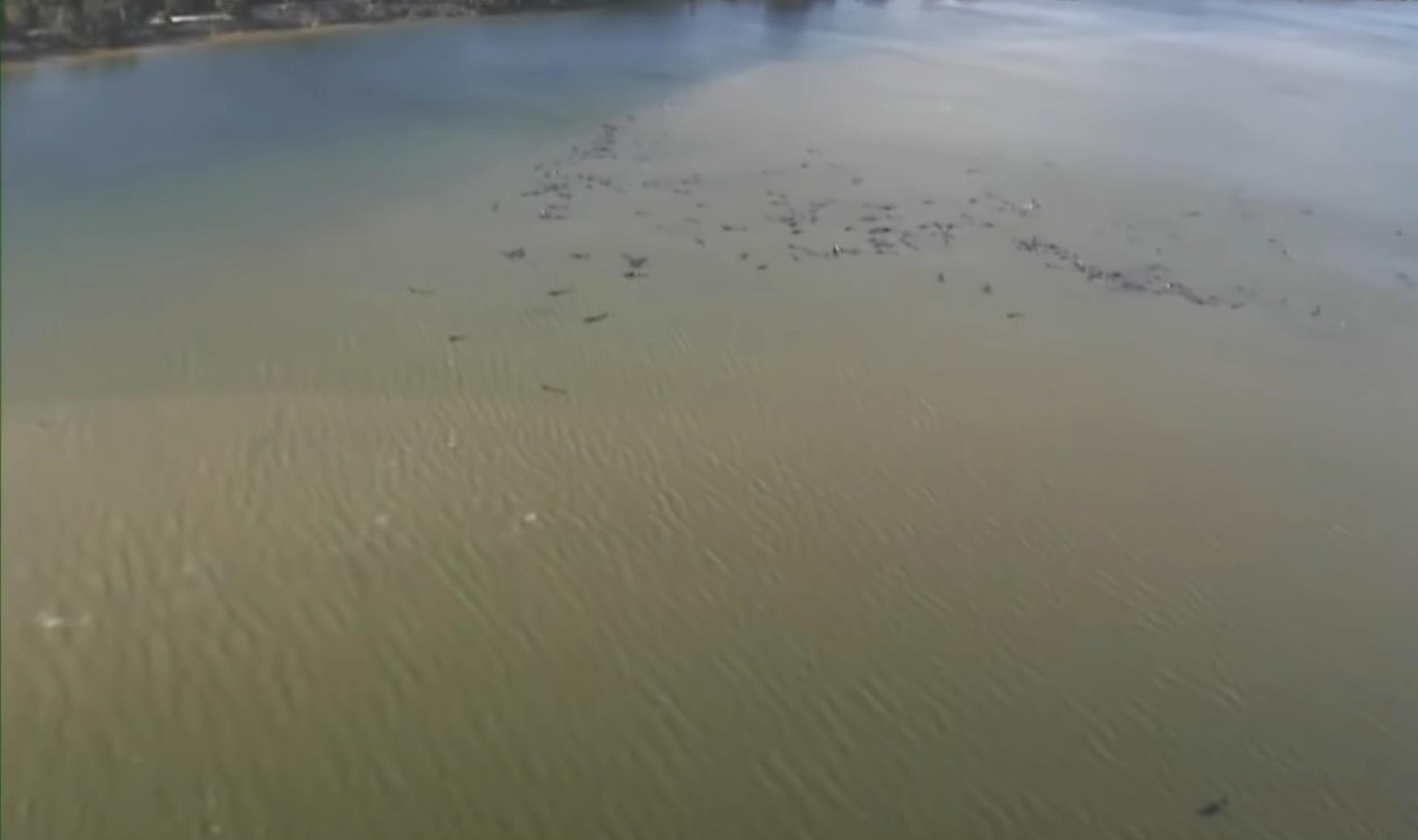 Sute de balene eșuate în Tasmania au murit. Cel mai grav incident de acest fel din istoria Australiei