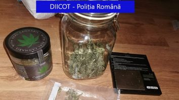 Se întâmplă în România. Zilieri angajați să culeagă cânepa de pe o plantație de șase hectare