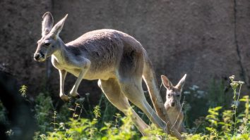 Noapte neagră pentru Zoo Timișoara: trei câini au ucis toți cangurii din habitat