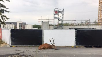 Imagini tulburătoare cu un cerb hăituit de vânători. Animalul epuizat s-a refugiat într-un oraș. VIDEO