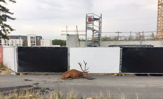 Imagini tulburătoare cu un cerb hăituit de vânători. Animalul epuizat s-a refugiat într-un oraș. VIDEO