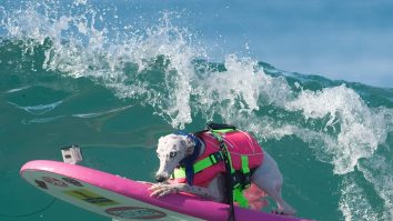 Dogsurf