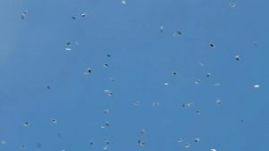 A „plouat“ cu sute de pungi de canabis la Tel Aviv. Drogurile au fost aruncate de o dronă