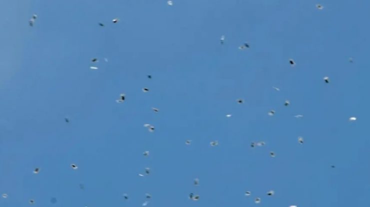 A „plouat“ cu sute de pungi de canabis la Tel Aviv. Drogurile au fost aruncate de o dronă