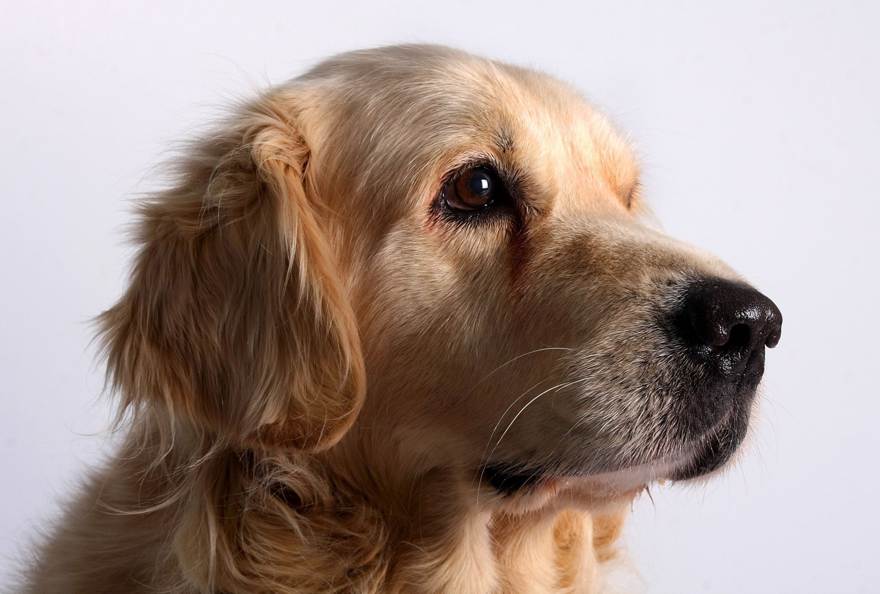 VIDEO Câinele care dansează când vine ora mesei