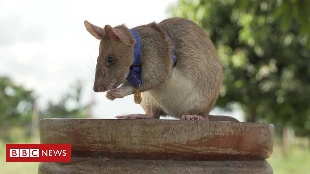 Un șobolan a fost premiat cu medalia de aur organizația veterinară PDSA pentru că a detectat 39 de mine