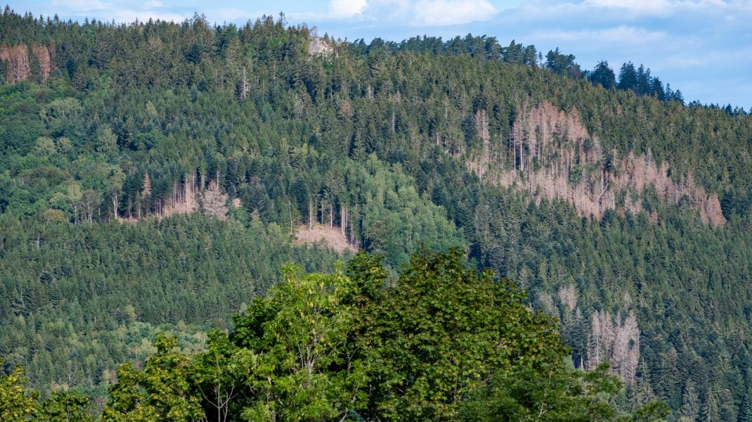 Pădure