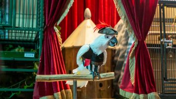 Papagali mutați departe de public după ce au început să îi înjure pe vizitatori