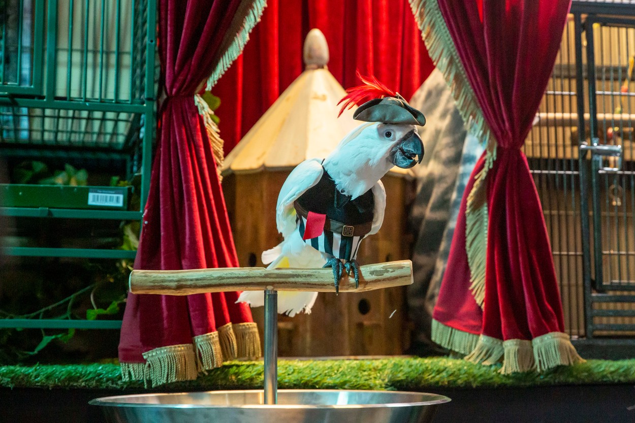 Papagali mutați departe de public după ce au început să îi înjure pe vizitatori