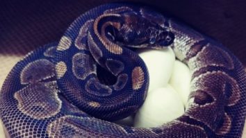 Un piton în vârstă de 62 de ani a depus șapte ouă deși nu a mai stat în preajma unui mascul de două decenii