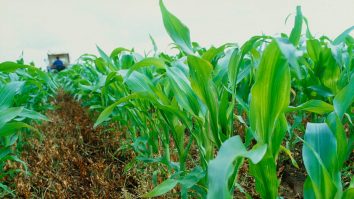 Paradoxul românesc – vindem porumb și importăm mălai