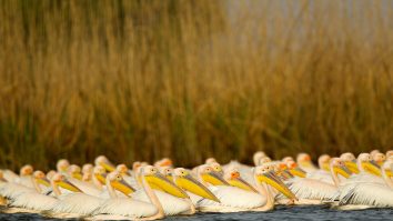 Delta Dunării, pe locul cinci în topul celor mai „instagramabile” locuri din lume