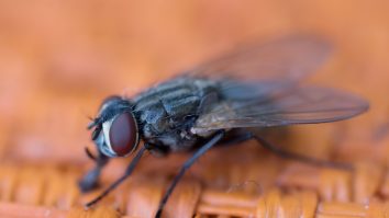 Cum a reușit o muscă să arunce în aer o parte dintr-o casă, în timpul unei „mici dispute“ cu proprietarul