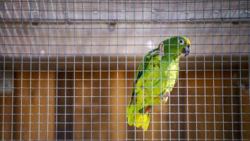 Se împăunează ca Beyonce. Momentul în care Chico, un papagal amazonian, cântă „If I were a boy”