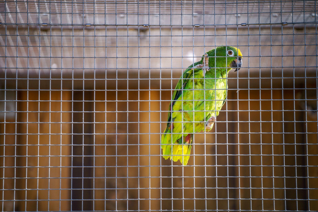 Se împăunează ca Beyonce. Momentul în care Chico, un papagal amazonian, cântă „If I were a boy”