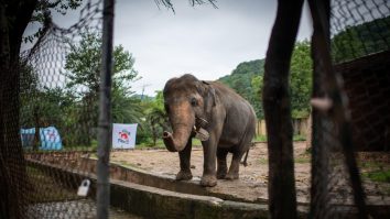 „Cel mai singuratic elefant din lume” va părăsi grădina zoologică, după 35 de ani, pentru o viață mai bună