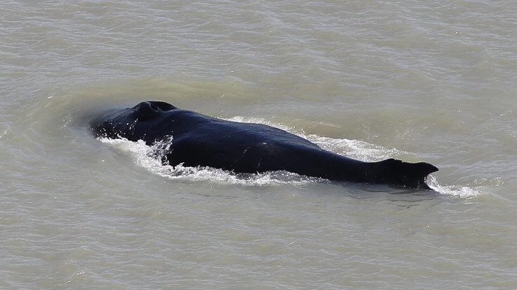 O balenă cu cocoașă a greșit direcția și a rămas blocată într-un râu infestat cu crocodili