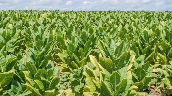 Business cu aromă de contrabandă. Un bărbat din Argeș a fabricat mii țigări din tutunul pe care l-a cultivat