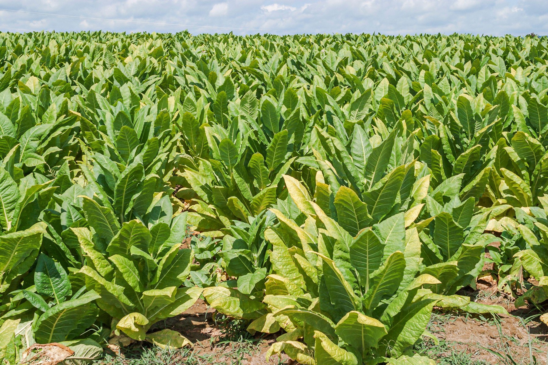 Business cu aromă de contrabandă. Un bărbat din Argeș a fabricat mii țigări din tutunul pe care l-a cultivat