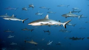 Ucidem rechini pentru a salva oamenii de Covid. 500.000 de rechini omorâți pentru producerea unui vaccin