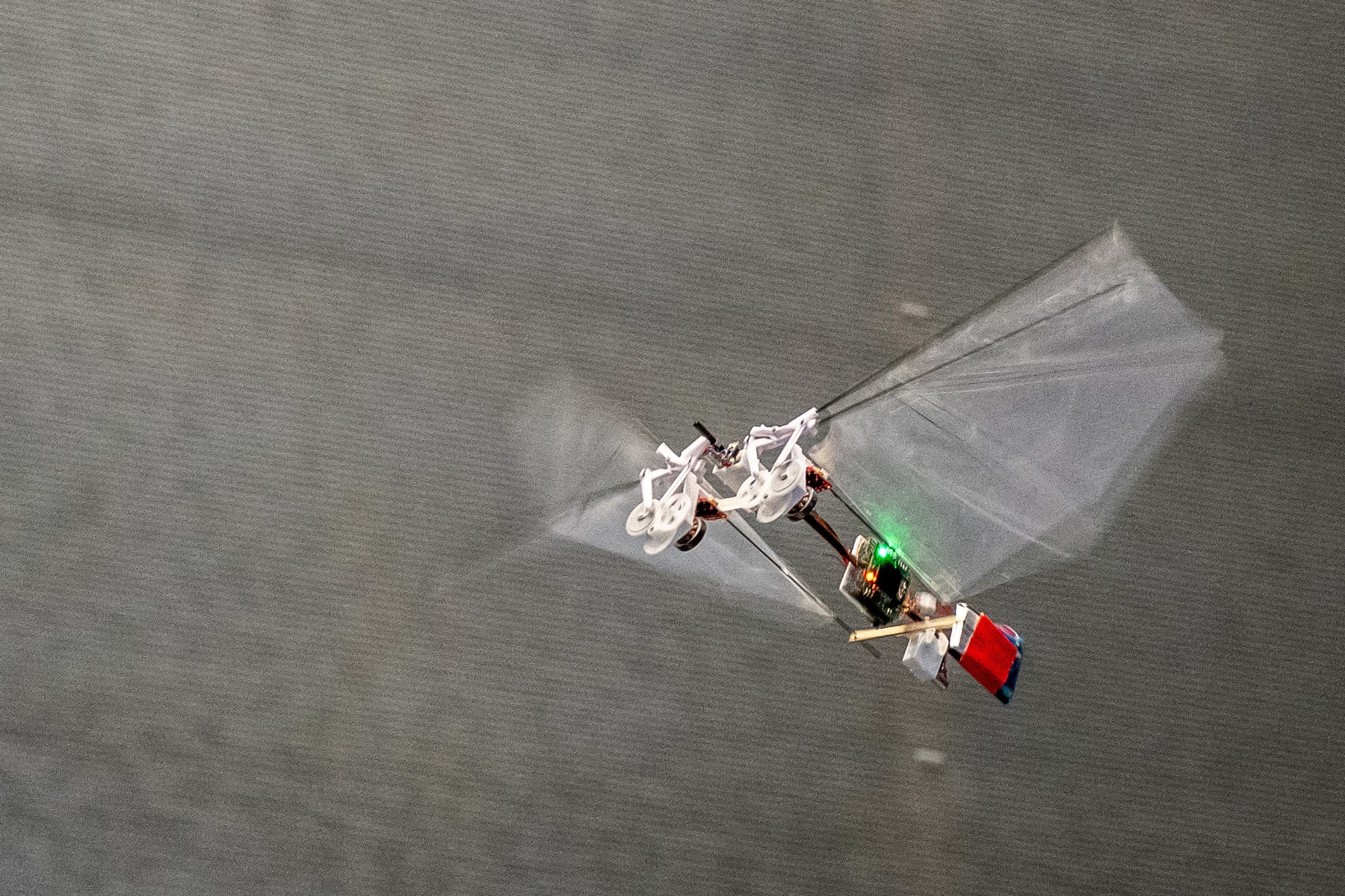 Robotica se reinventează și se inspiră din caracteristicile insectelor. Ce sunt triboții?