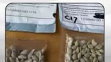 Companiile străine nu mai au voie să vândă semințe în SUA