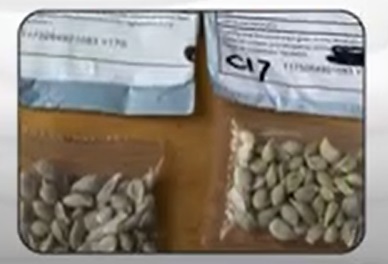 Companiile străine nu mai au voie să vândă semințe în SUA