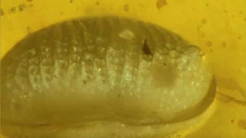 Cercetătorii au descoperit cea mai veche spermă din lume. Are 100 de milioane de ani