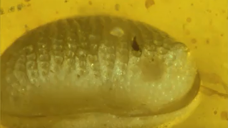 Cercetătorii au descoperit cea mai veche spermă din lume. Are 100 de milioane de ani