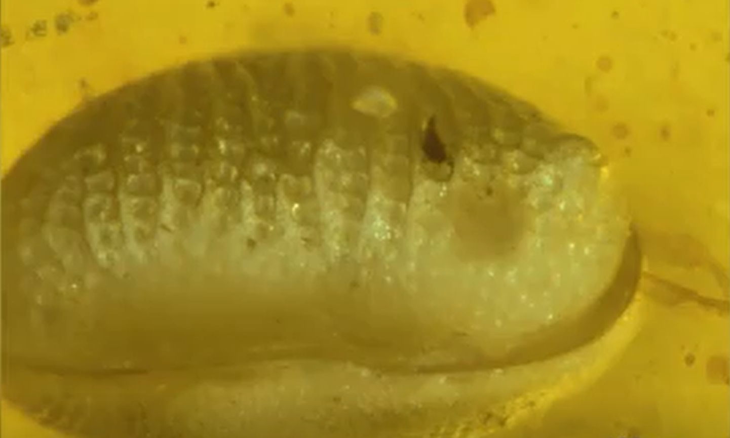 Cercetătorii au descoperit cea mai veche spermă din lume. Are 100 de milioane de ani