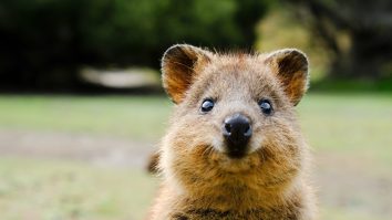 De ce video-urile cu animale drăguțe sunt bune pentru sănătate