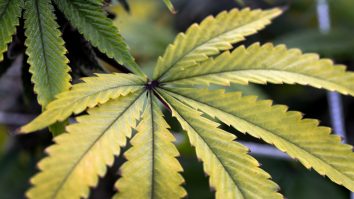 Noua Zeelandă votează legalizarea marijuanei şi a eutanasiei