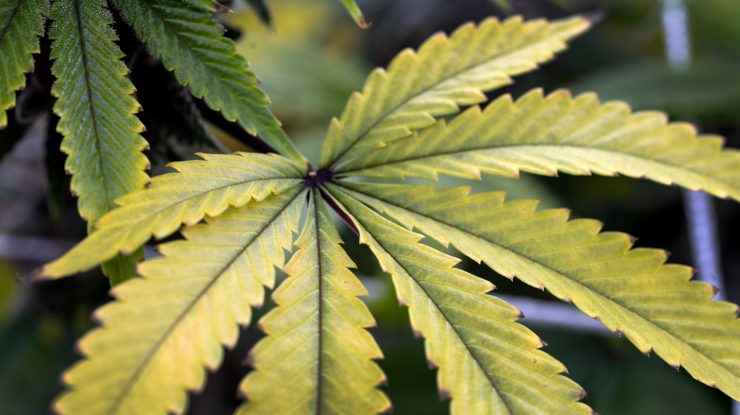 Noua Zeelandă votează legalizarea marijuanei şi a eutanasiei