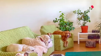 Cât te costă să-ți lași animalul de companie la grădiniță