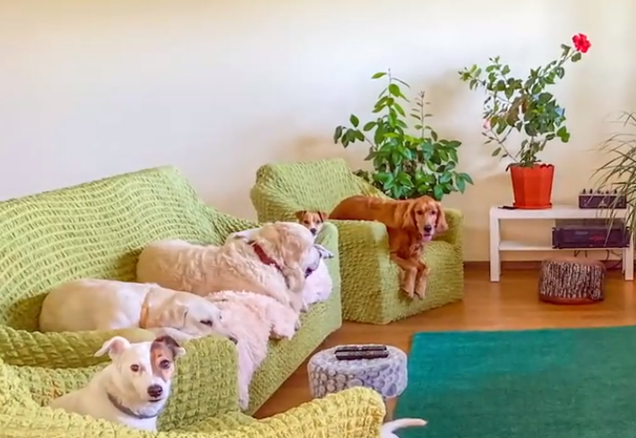 Cât te costă să-ți lași animalul de companie la grădiniță